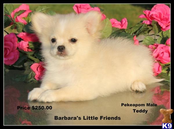 Puppies in Scottsville